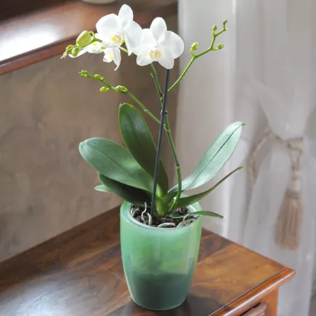 Kaspó orchideához COUBI, többféle színben