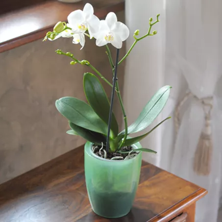 Kaspó orchideához COUBI, átlátszó lila